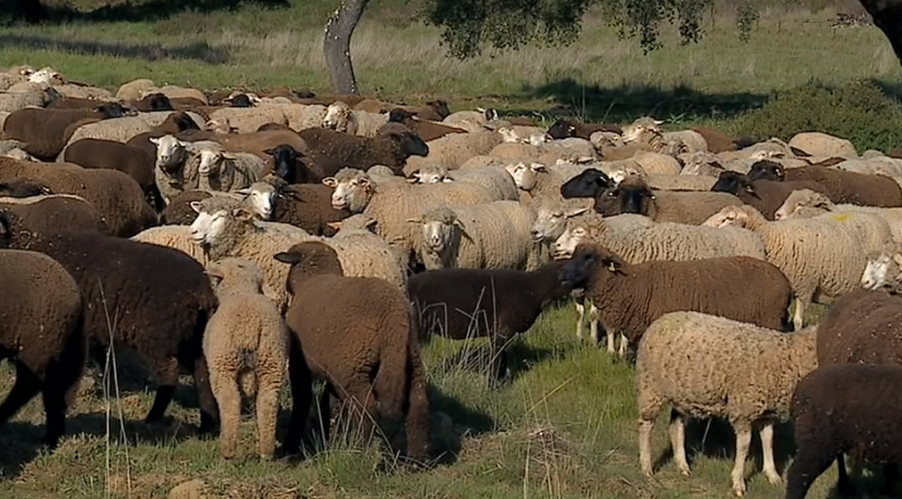 Criação de gado ovino em Portel