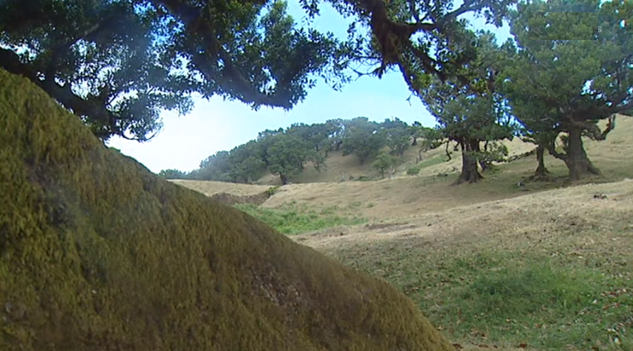 Atribuição de licenças de pastoreio