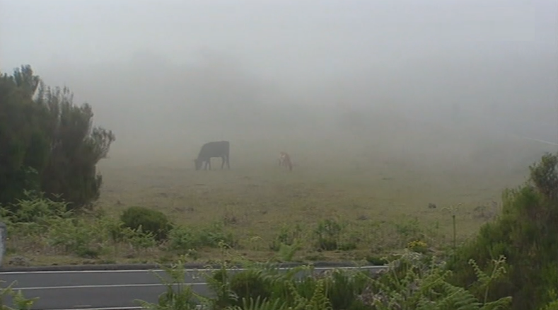 Proposta para reabilitação do pastoreio na Madeira