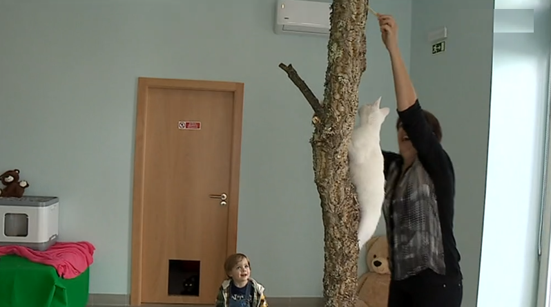 Inauguração do Cat Café “Pet and Tea”