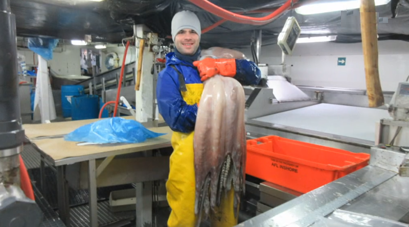Polvo gigante descoberto na Antártida