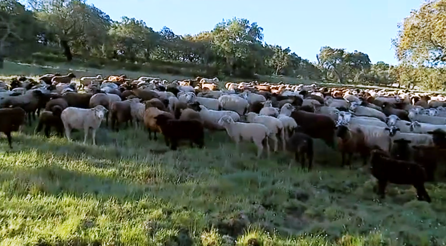 Criação de gado ovino em Portel