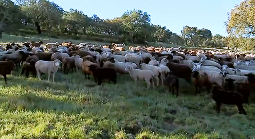 Criação de gado ovino em Portel