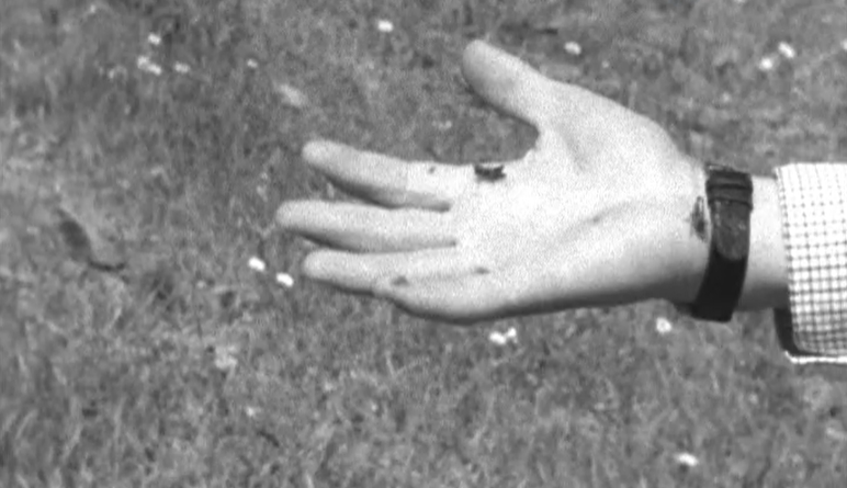 Praga de gafanhotos no concelho de Mértola