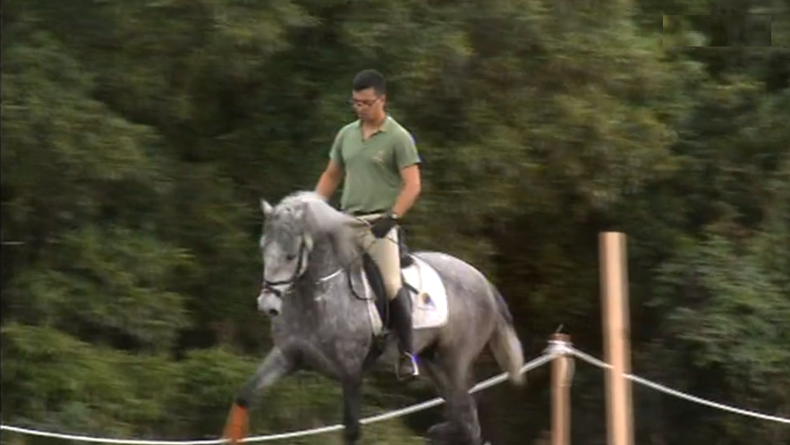 Primeiras Jornadas Equestres no Pico