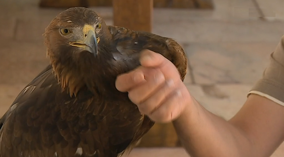 Falcoaria no Paço Ducal de Vila Viçosa