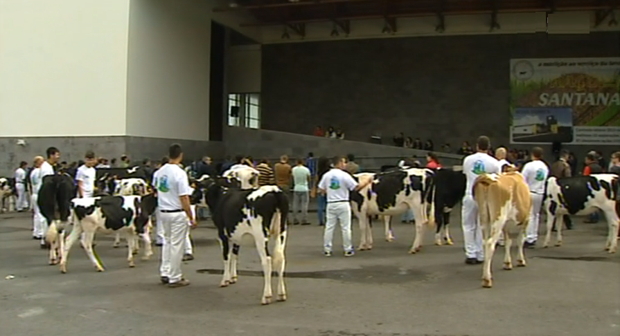 Curso de preparadores de animais “Holstein Frísia”
