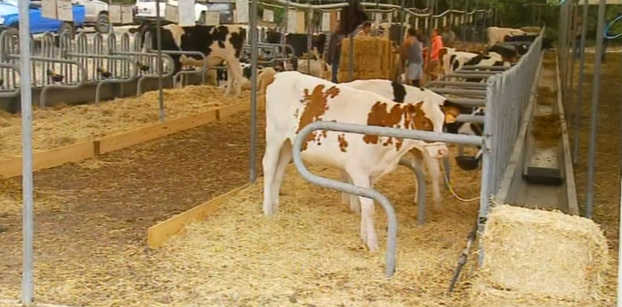 Situação dos produtores de leite do Pico