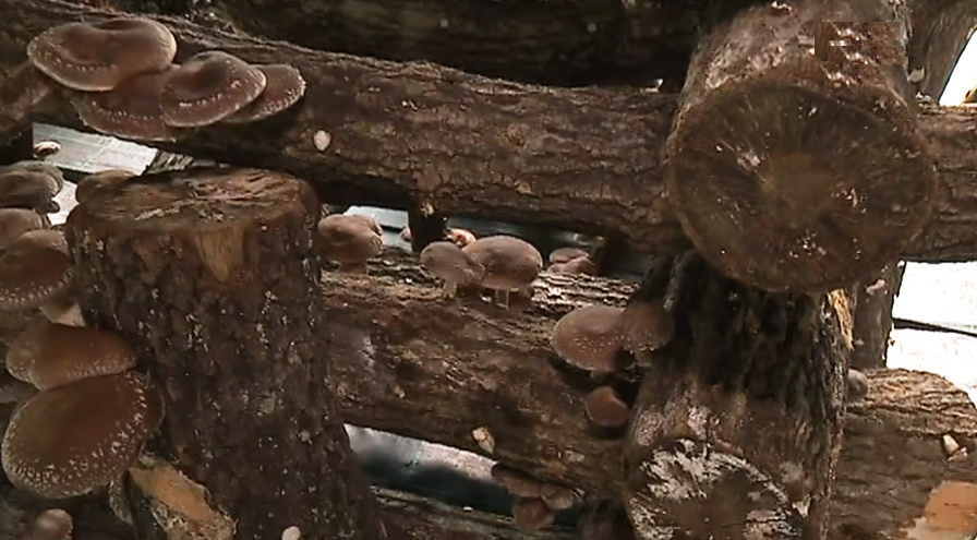 Projeto “Cogumelo Solidário” I