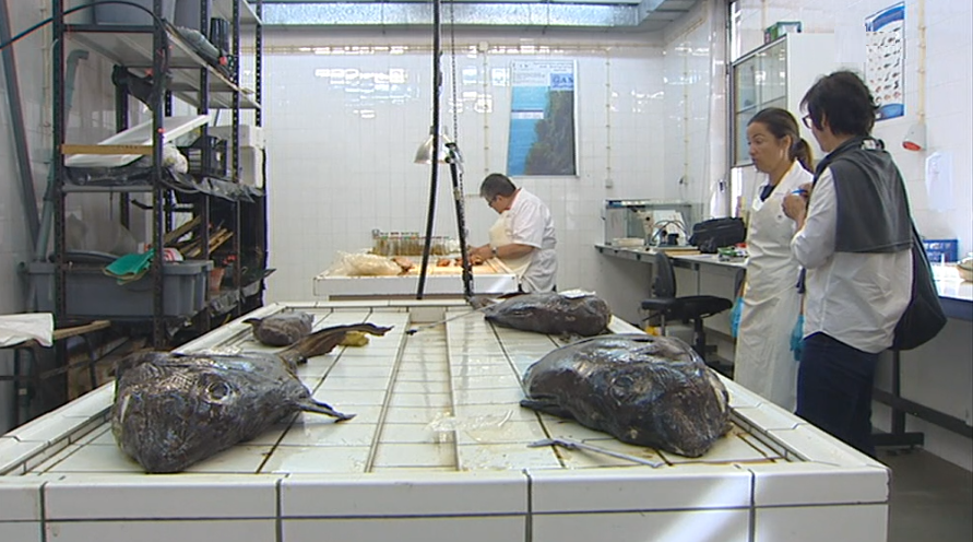 Estudo da biodiversidade marinha dos Açores e Madeira