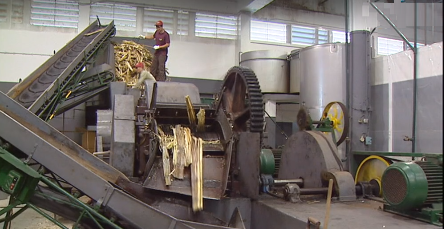 Produção de mel de cana de açúcar na Madeira