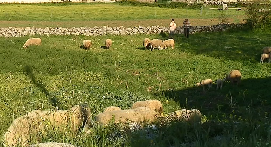 Economia da região de Fátima