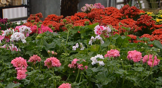 Produção de flores para a “Festa da Flor”