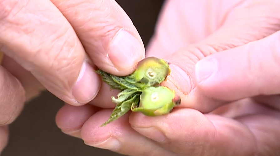 Praga da vespa nos castanheiros