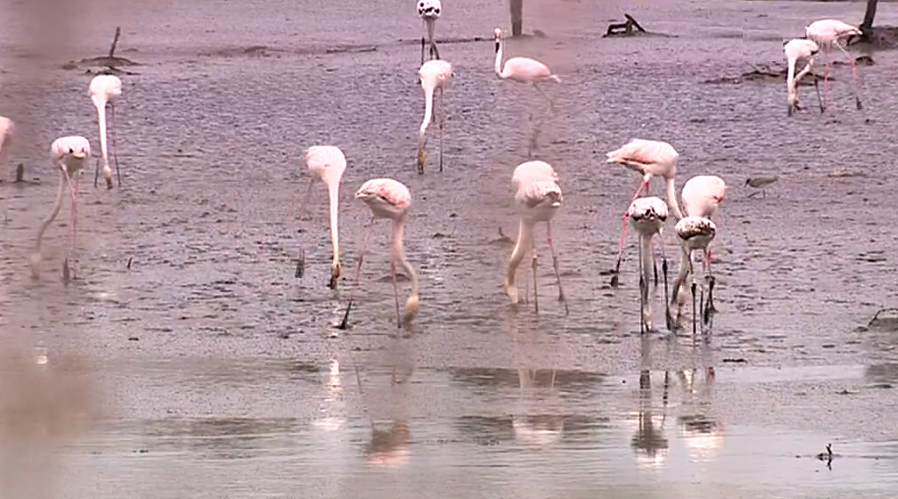 Trilhos de Interpretação Ambiental no Seixal II