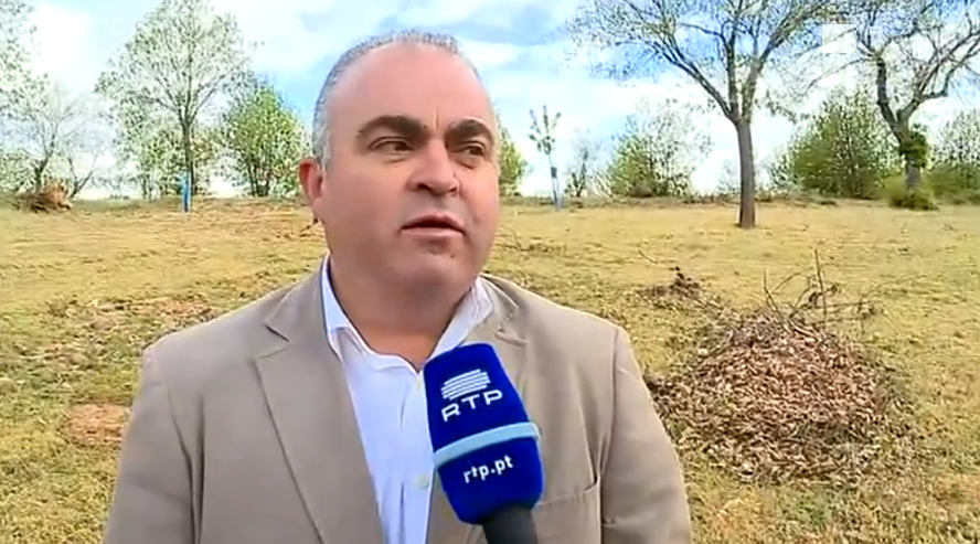 Praga de vespas nos castanheiros