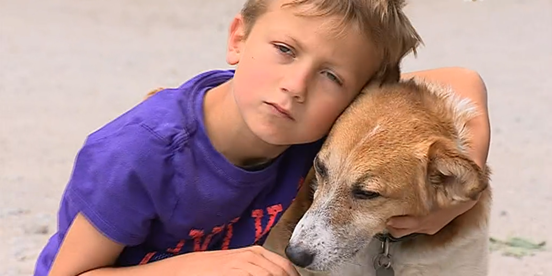 Acolhimento de cães