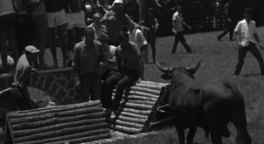 Garraiada de touros em Lourenço Marques