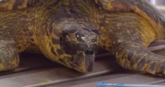 Hospital Veterinário da Madeira trata tartaruga de escamas