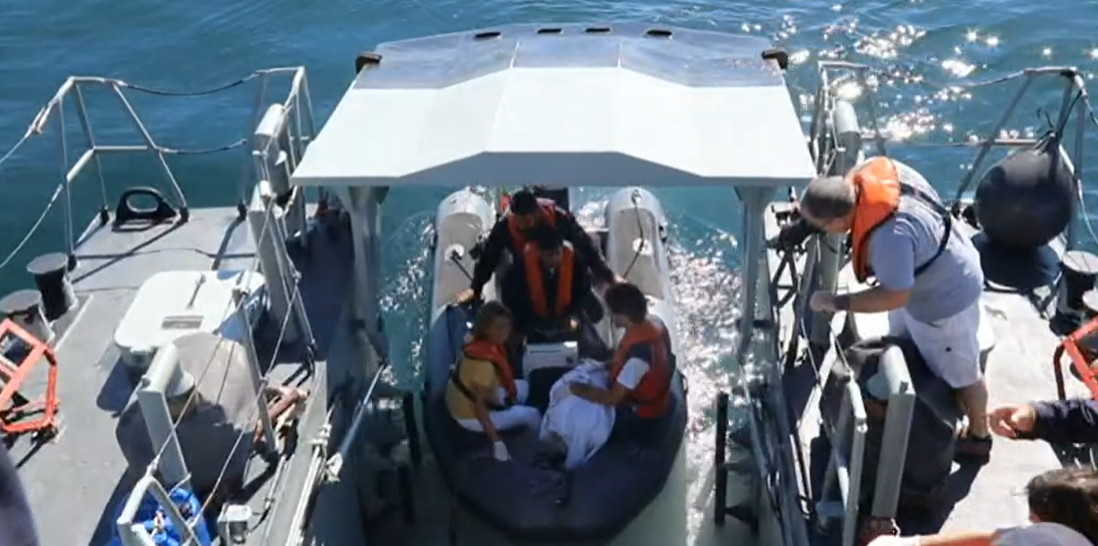 Tartarugas devolvidas ao mar