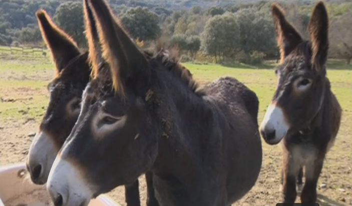 Projetos Económicos