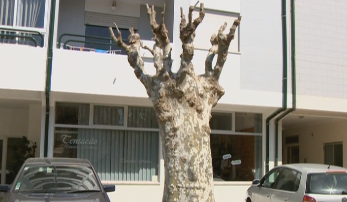 Árvores em Espaço Urbano