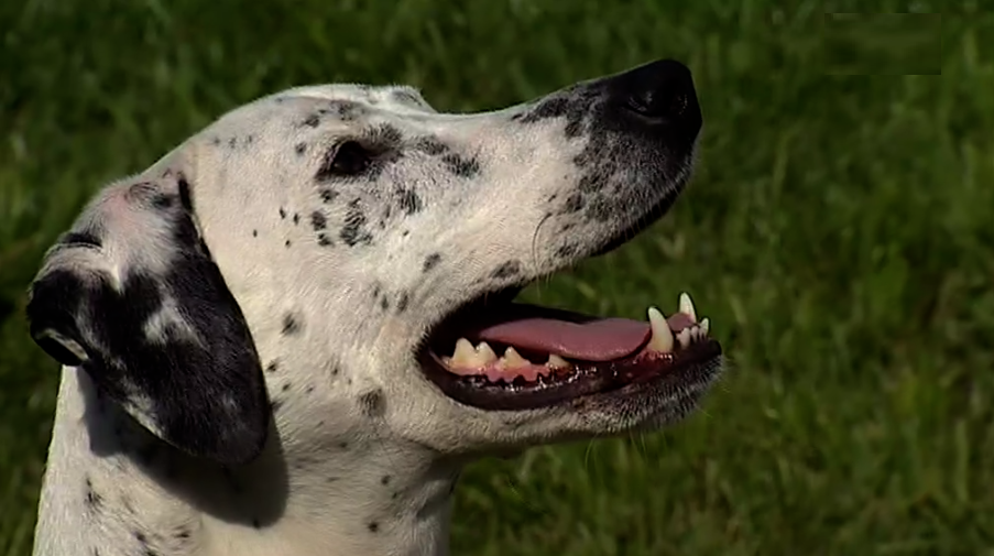 Nova lei dos Animais