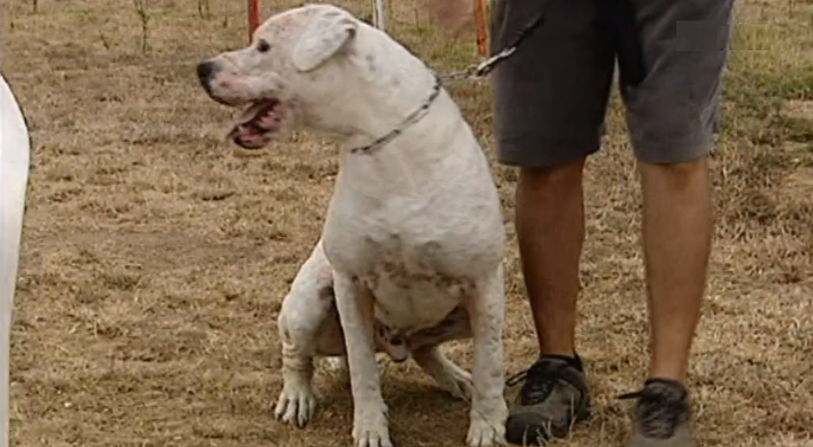Ataque de cães perigosos