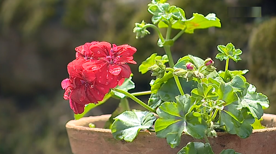 Campanha “Florir Portugal” em Proença-a-Nova