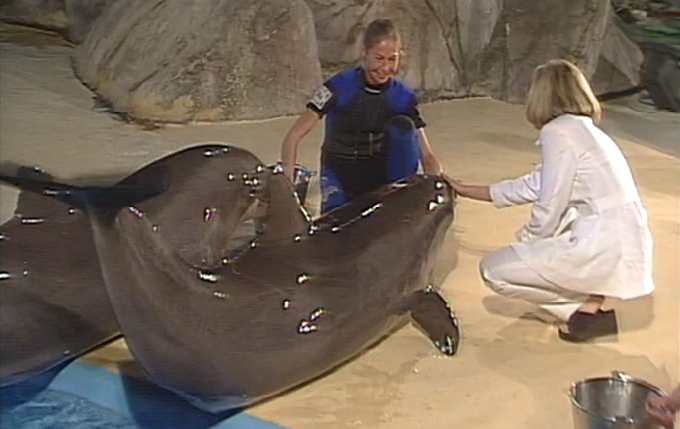 O Pensamento dos Animais – Parte I