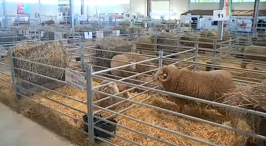 Feira Agrícola Ovibeja 2017