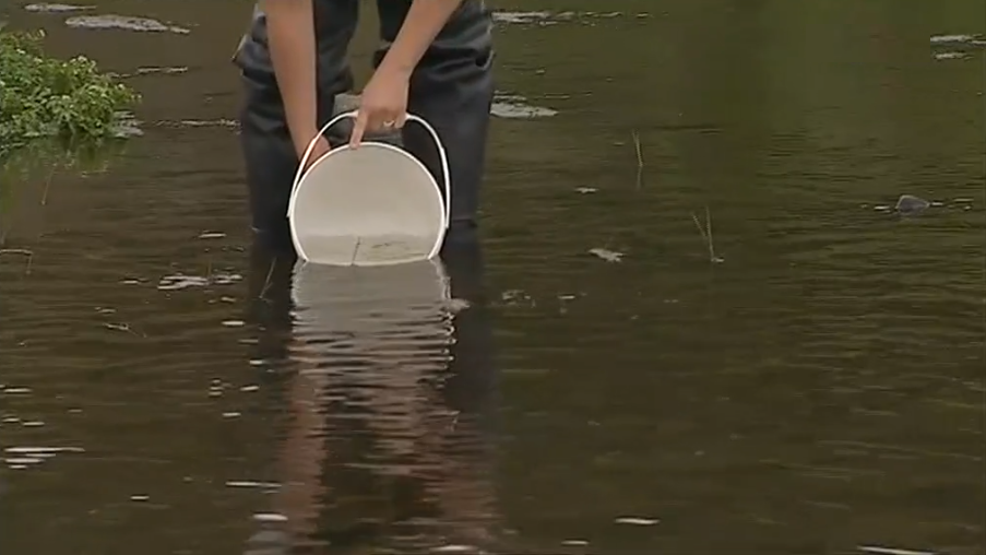 Libertação de peixes na ribeira de Odelouca