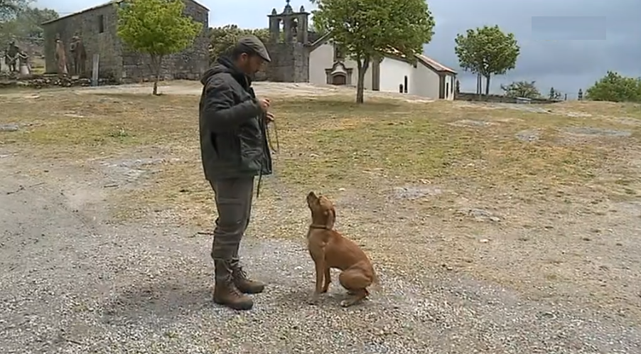 Cão Perdigueiro no Campeonato de Santo Huberto
