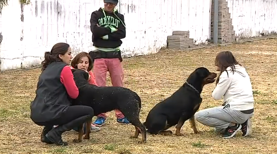 Legislação sobre cães perigosos