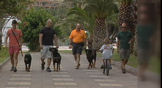 Cães sem registo na Ilha da Madeira