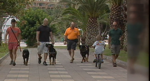 Cães sem registo na Ilha da Madeira