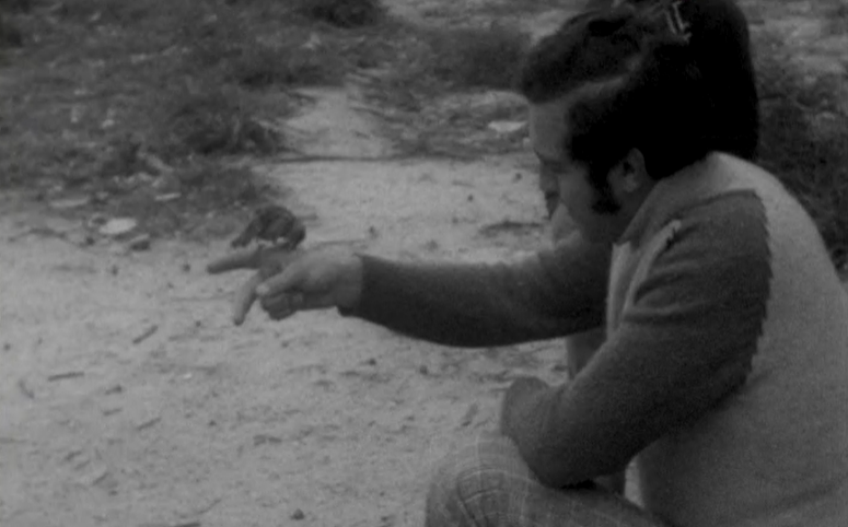 Pardais amestrados em Alverca do Ribatejo