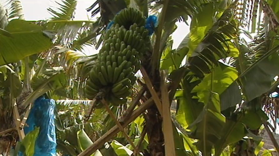 Promoção da Banana da Madeira
