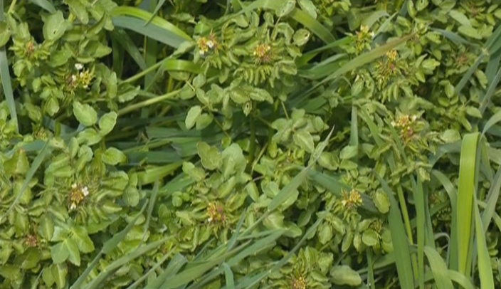 Plantas Silvestres Comestíveis