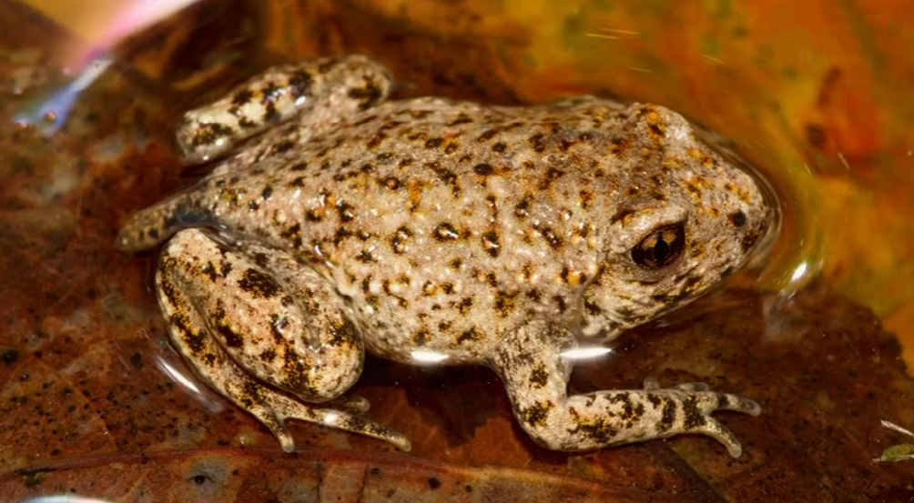 Declínio Global dos Anfíbios