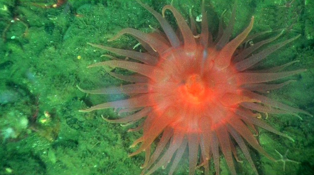 Vida em Ecossistemas Temporários