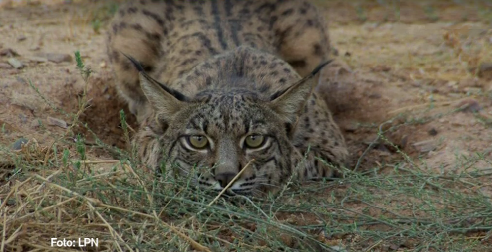 Preservação do Lince-Ibérico