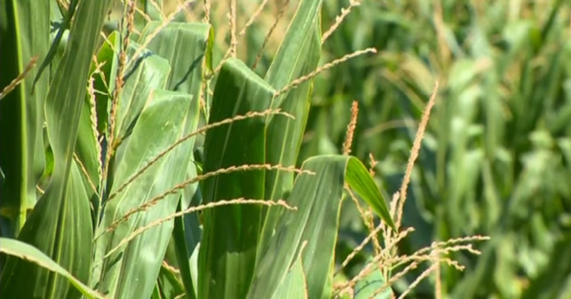 Plantação de Milho Transgénico