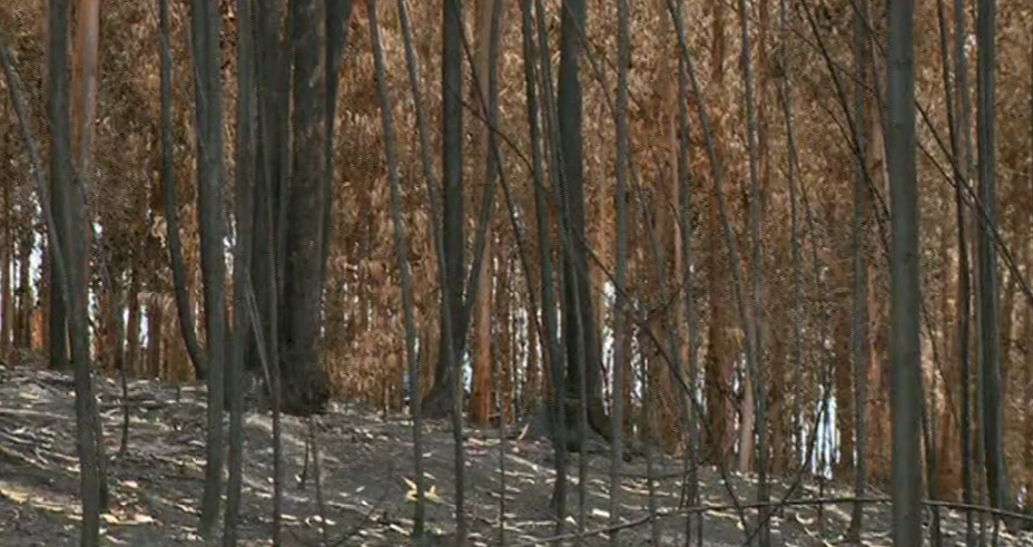 Desequilíbrio da Floresta Portuguesa