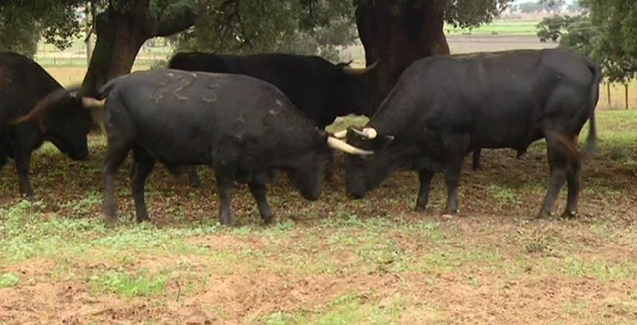 Tauromaquia como Património Cultural Imaterial