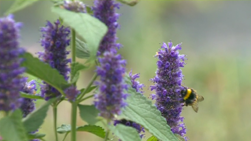 Campos Livres de Tóxicos com Espécies Auxiliares