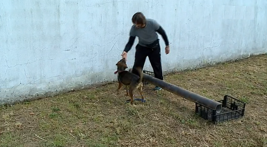 Treino de cães na cadeia