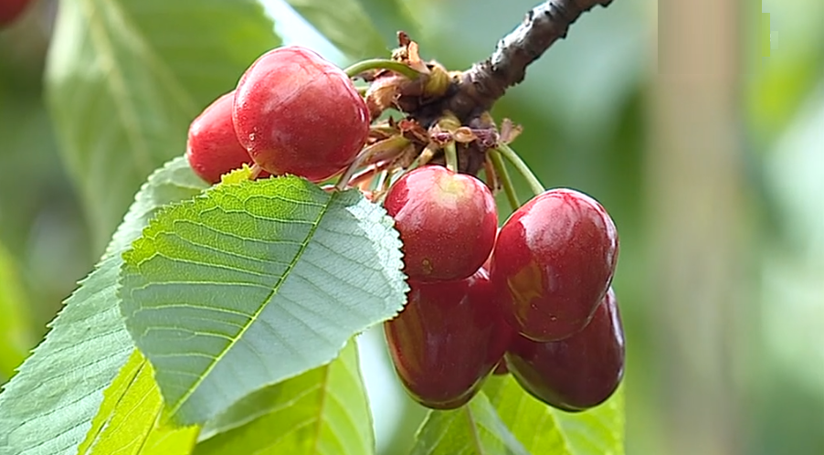 Cerejas do Fundão I