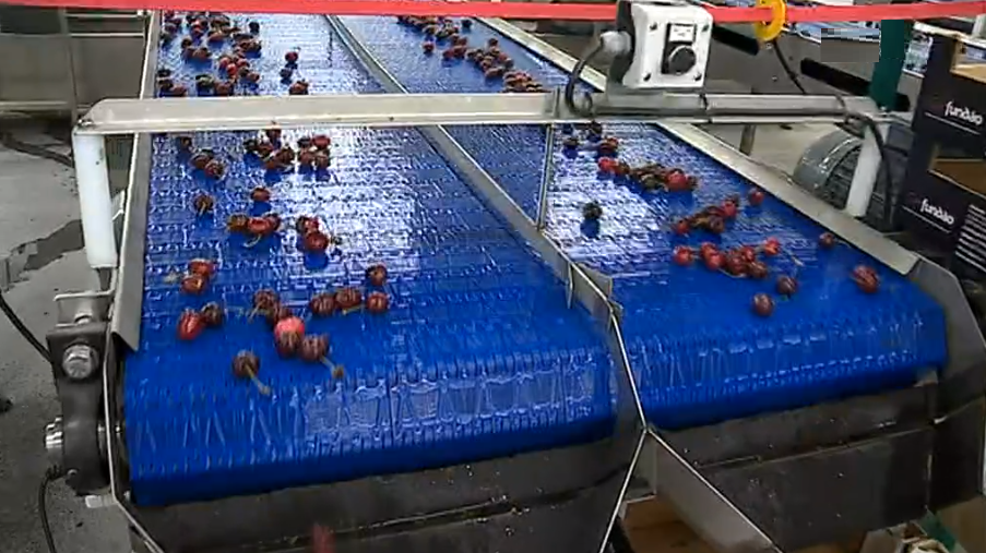 Cerejas do Fundão II