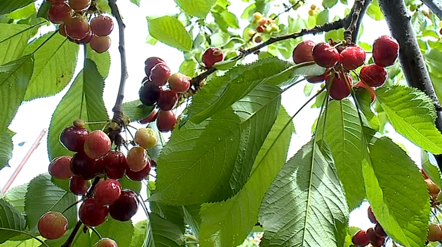 Cerejas na investigação médica